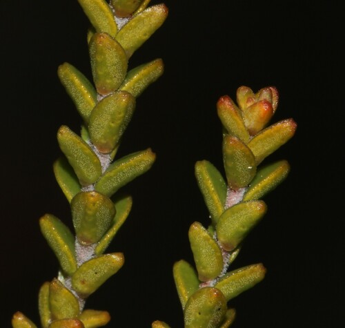 Image of Macrostylis cauliflora by (c) Brian du Preez, some rights reserved (CC BY-SA)