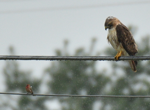 Red-tailed Hawk photographed in Pennsylvania