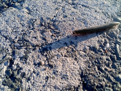 Ommatoiulus lusitanus