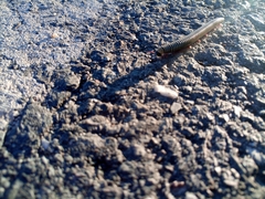 Ommatoiulus lusitanus