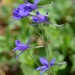 Forking Larkspur - Photo (c) Radio Tonreg, some rights reserved (CC BY)