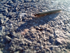 Ommatoiulus lusitanus