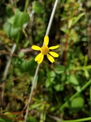 Acmella oppositifolia