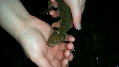 Necturus maculosus