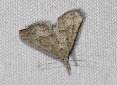Trigonistis asthenopa