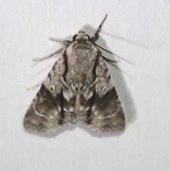 Turnerinycta phaeocosma