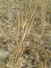 Bouteloua pectinata