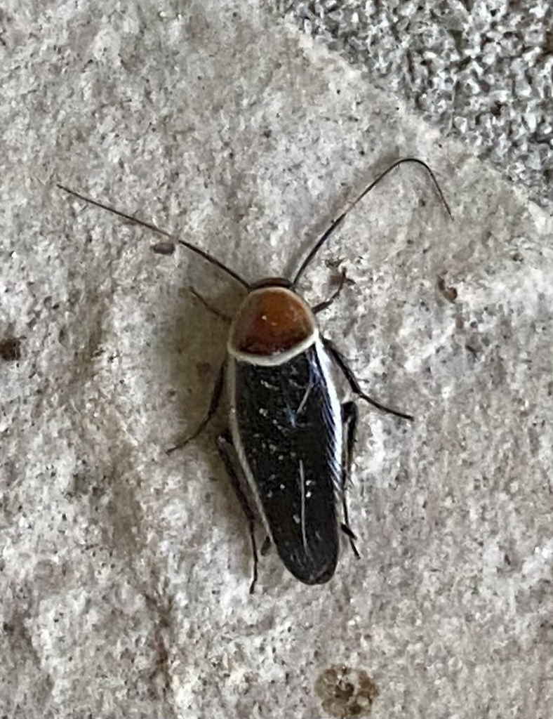 Pale-bordered Field Cockroach from Dove Meadow, Boerne, TX, US on May 5 ...