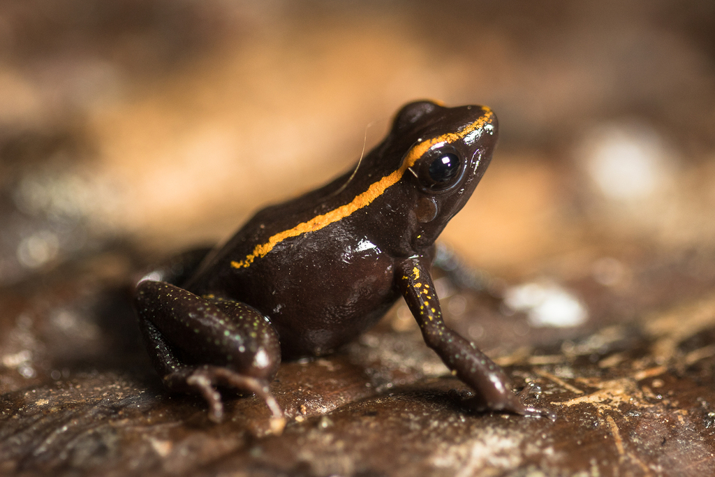 Phyllobates samperi