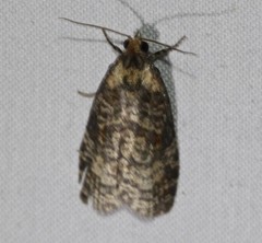 Cryptoptila australana