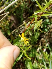Acmella oppositifolia