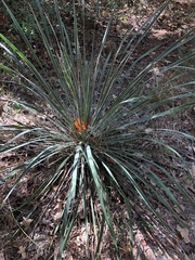 Yucca louisianensis