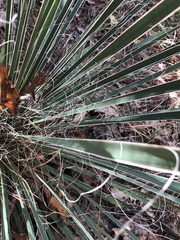 Yucca louisianensis