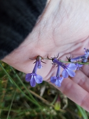 Lobelia spicata