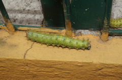 Lepidoptera
