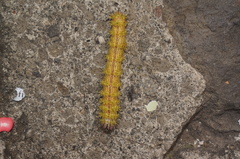 Lepidoptera