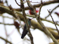 Cynanthus latirostris