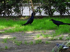Quiscalus mexicanus