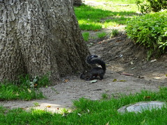 Sciurus aureogaster