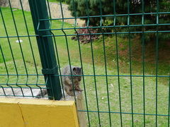 Otospermophilus variegatus