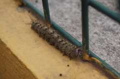 Lepidoptera