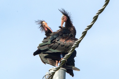 Northern Bald Ibis