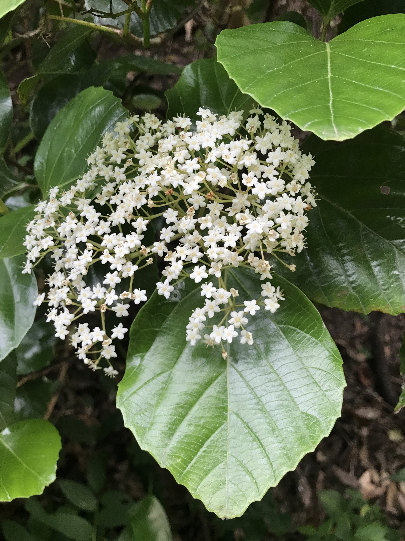 Viburnum japonicum (Thunb.) Spreng.