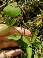 Acmella oppositifolia