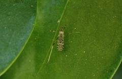 Erioptera caliptera