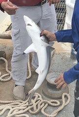 Carcharhinus brevipinna