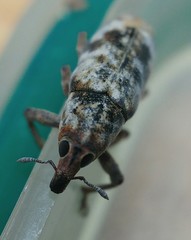 Hypolixus pica