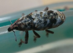 Hypolixus pica