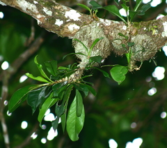 Myrmecodia tuberosa