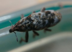 Hypolixus pica