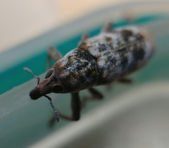 Hypolixus pica