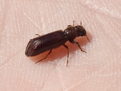 Melalgus plicatus