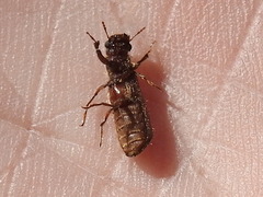Melalgus plicatus