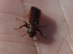 Melalgus plicatus
