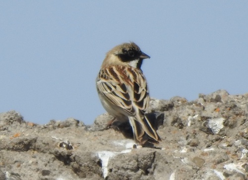Pallas's Reed Bunting (Emberiza pallasi), photo 8
