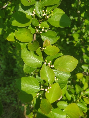 Cotoneaster magnificus