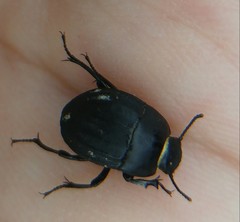 Erodius gibbus