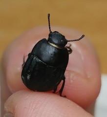 Erodius gibbus