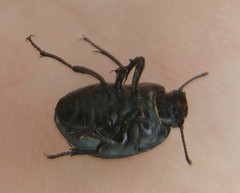 Erodius gibbus
