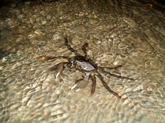 Eriocheir