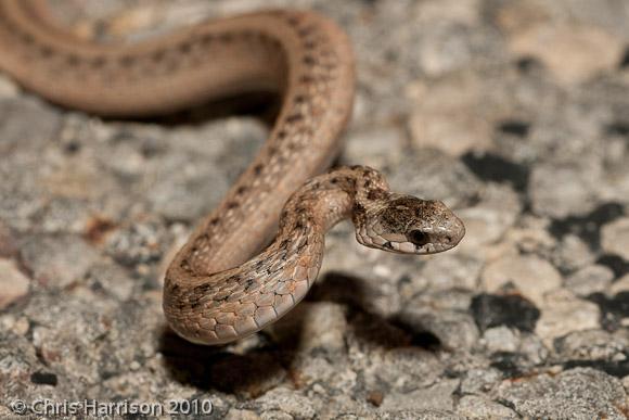 Texas Brown Snake (Subspecies Storeria dekayi texana) · iNaturalist