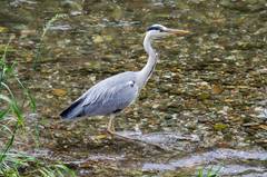 Ardea cinerea