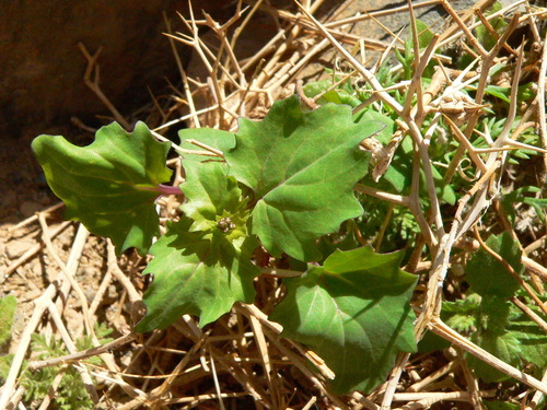 Senecio flavus image