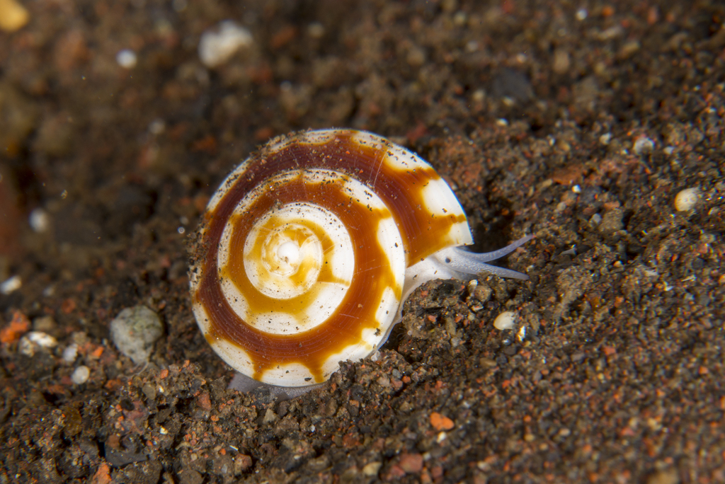 Psilaxis radiatus