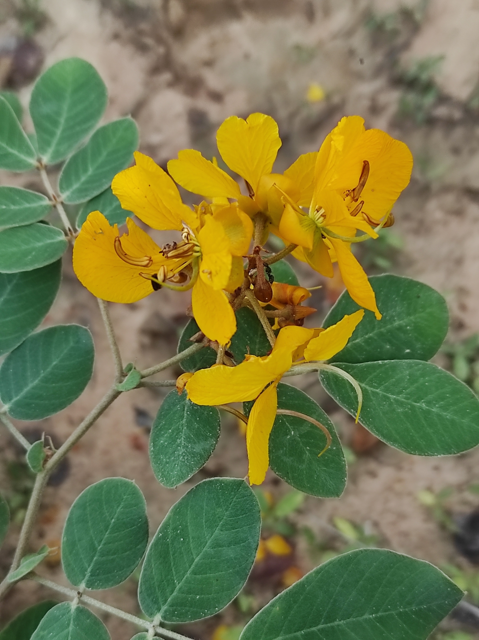 Senna cearensis