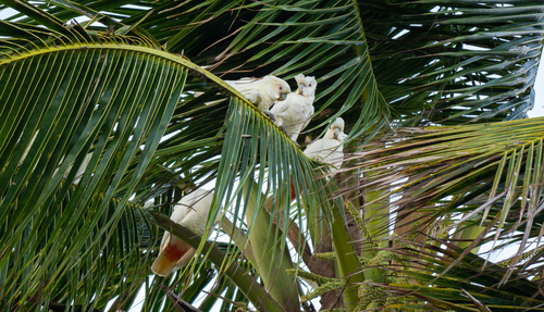 Red-vented Cockatoo (Cacatua haematuropygia), photo 8